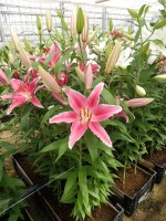 [5378 Ravenna VZ No01.JPG]